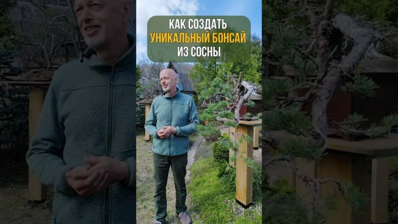 Как создать УНИКАЛЬНЫЙ БОНСАЙ из сосны.
