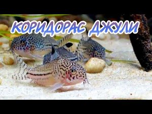 КОРИДОРАС ДЖУЛИ. СОДЕРЖАНИЕ В АКВАРИУМЕ.