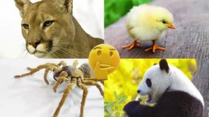 Развивающее видео для детей про животных | Угадай, где правильный ответ! | Выпуск 10