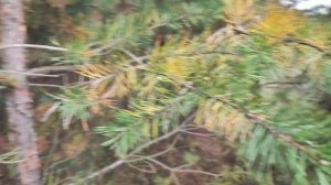 Леший 2, отстрел на 50 метров, коллиматор плюс магнифер. Leshiy2.