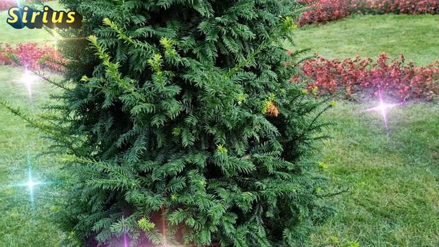 Перфекционисты: кто они по знаку зодиака смотреть онлайн