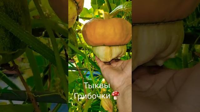 Декоративные тыквы смотреть онлайн