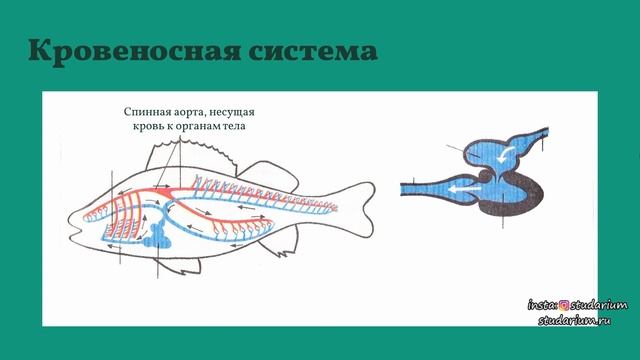 Класс костные рыбы. Речной окунь. Ароморфозы рыб. Лекция и разбор заданий от Юрия Беллевича