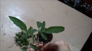 Укоренение ТЗИМБАЛО пасынком ( Solanum caripense,Tzimbalo, Mini Pepino)