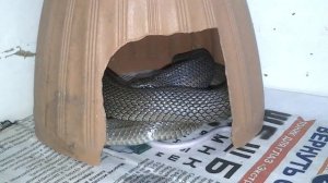 Узорчатый полоз ест крупную мышь