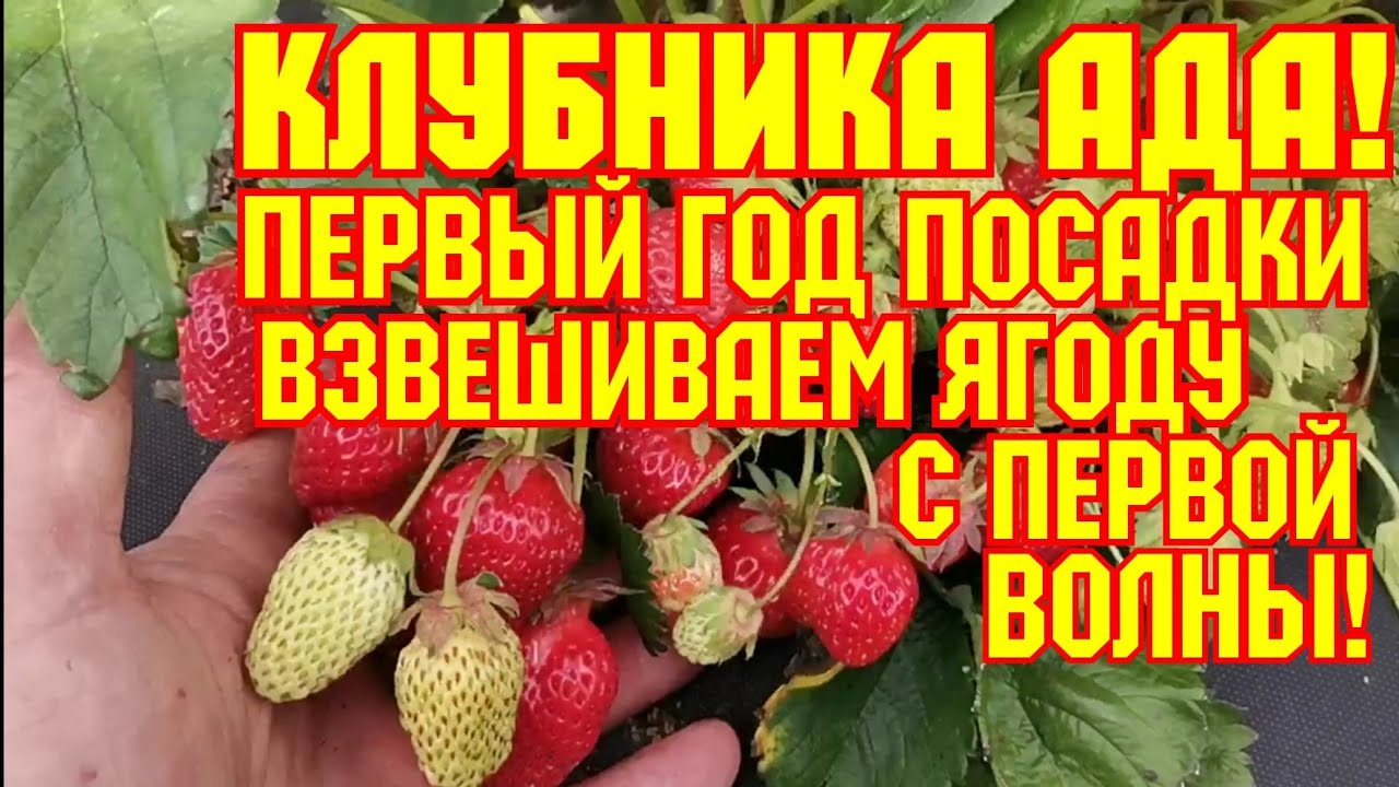 Клубника Ада, первый год посадки, взвешиваем ягоду с первой волны! смотреть онлайн