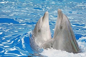 Дельфинарий Морская Звезда Сочи