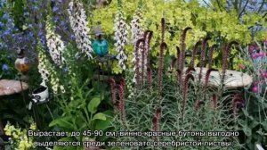 Монетчатый вербейник