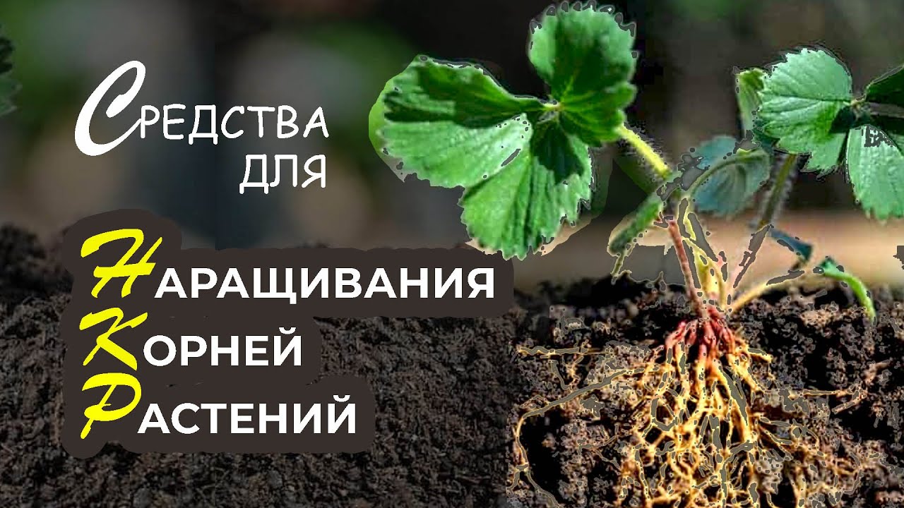 Для наращивания корневой системы. Препарат наращивать корни для домашних растений.