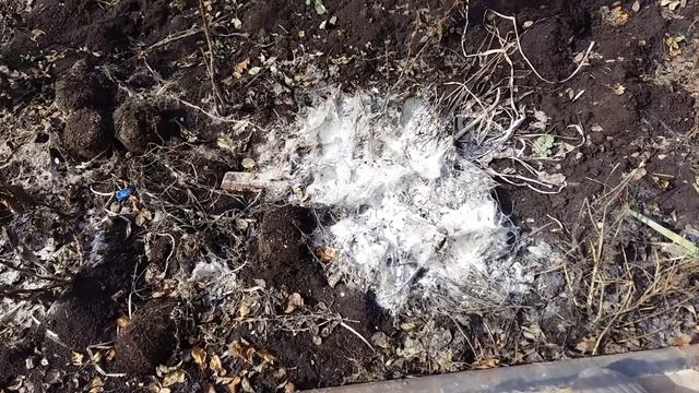 Паутинная плесень на почве, что это такое и что делать. смотреть онлайн