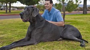 15 Самых необычных питомцев