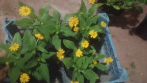 Меламподиум: первые выводы. Моя рассада.