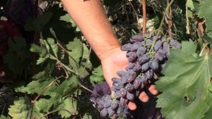 Виноград "Черный коготь" селекции Панченко Р. Р. 2018г