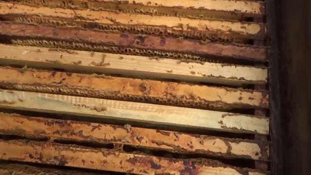 С пчёлам в этом сезоне беда. смотреть онлайн