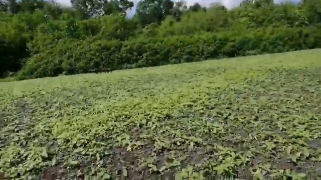 Кабанчики на поле смотреть онлайн