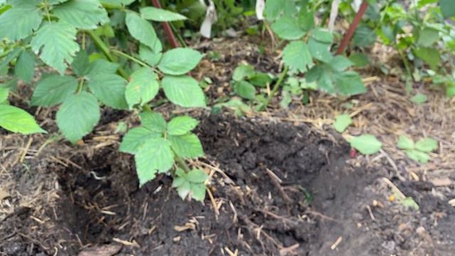 Саженцы Ежевики купить в Украине смотреть онлайн