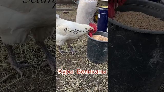 куры Бресс Гальцы Хитрук Елена Украина