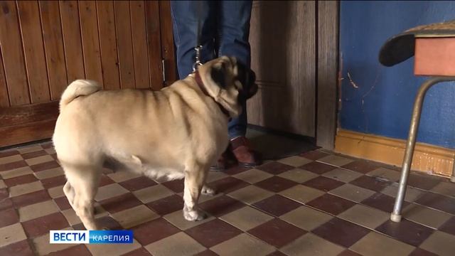 Голуби свили гнездо в петрозаводском подъезде смотреть онлайн