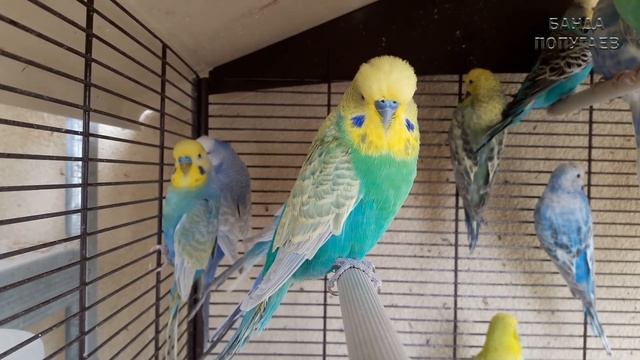 Учим попугая по имени Лайма говорить. Видеоурок 1: "Лайма хорошая" смотреть онлайн