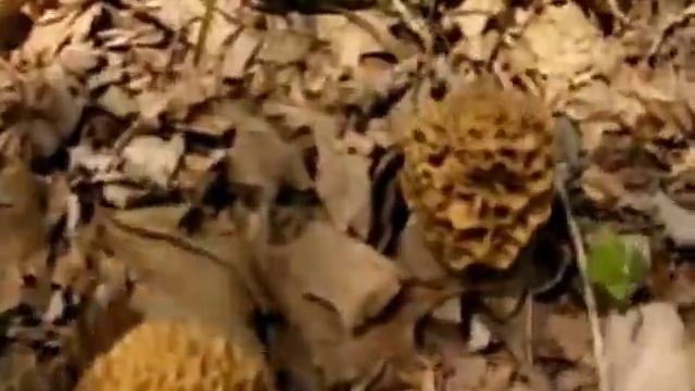 Epic Monster Morel Mushroom Motherlode 5/2/13 смотреть онлайн