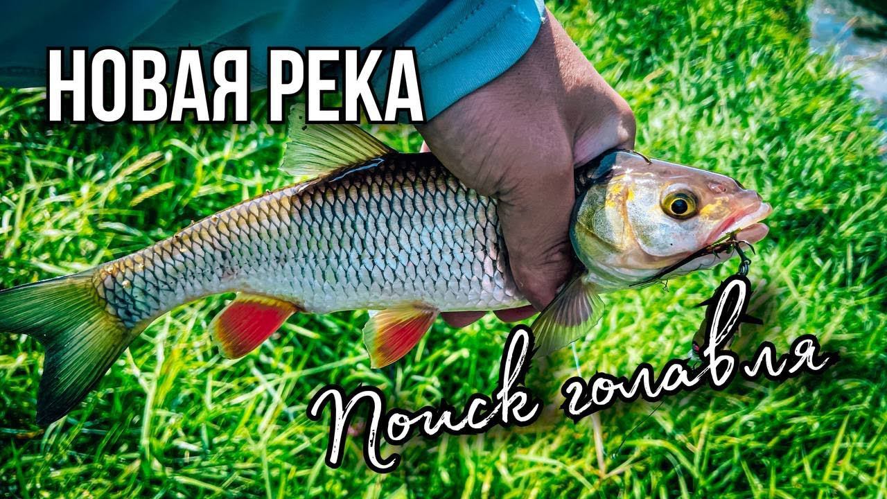 Поиск ГОЛАВЛЯ на НОВОЙ РЕКЕ