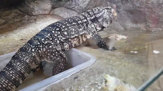 Большой ящер пожирает цыплят. #ШОК смотреть онлайн