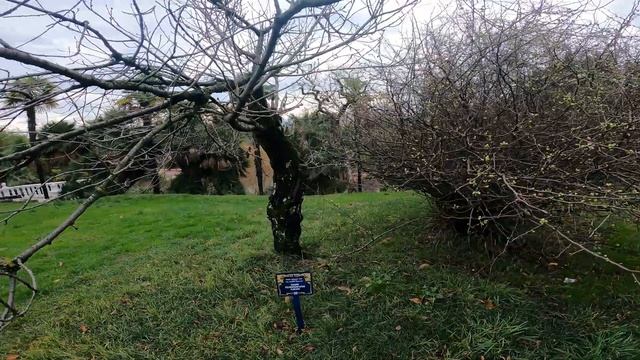 Дендрологический парк «Южные культуры» - Сочи, Адлер смотреть онлайн