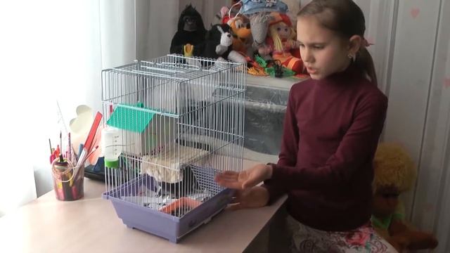 Моя домашняя ручная крыса точнее крыс Соломон