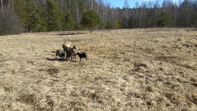 первый раз после зимы козы овцы и их дети 001 смотреть онлайн
