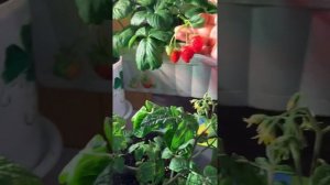 Клубника на балконе 15/05/19
