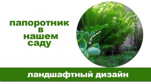 Папоротник в ландшафтном дизайне. Какие лучше подобрать виды, советы по уходу.