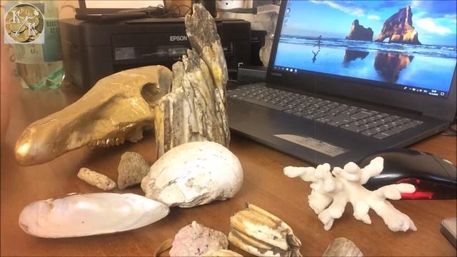 Бивень мамонта / Древние находки смотреть онлайн