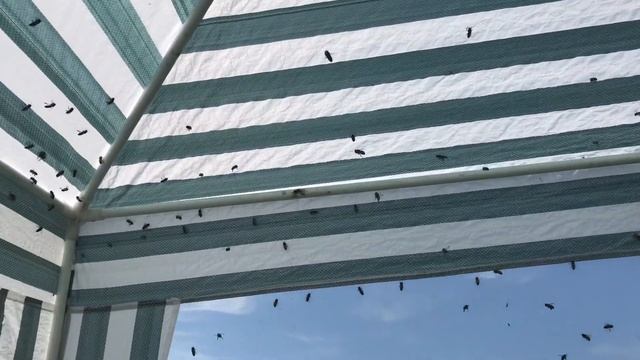 Пчела и МЕД! ? видео ,пчеловод!собираем, и смотрим, матка , трутень,оса. смотреть онлайн