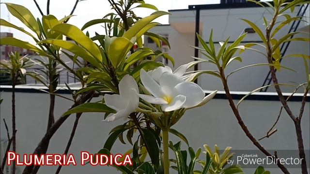 Summer Garden Tour || Summer blooming plants || Garden flowers смотреть онлайн