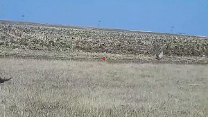 Как правильно стрелять куропатку. Охота на куропаток с камерой Shotkam.