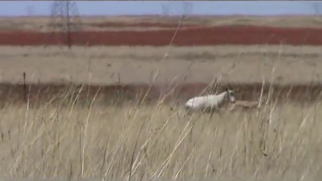 South Africa 2011 antilops hunt / Южная Африка 2011 охота на антилоп смотреть онлайн