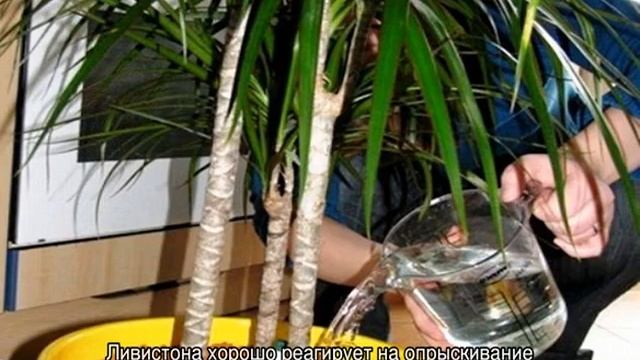 Пальма ливистона — как посадить и ухаживать дома смотреть онлайн