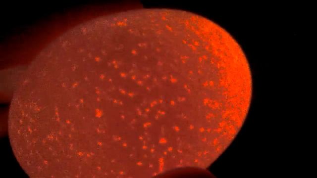 подручные средства для проверки яиц для инкубатора смотреть онлайн