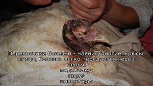 Болезни индюков