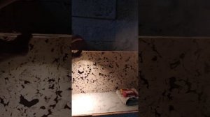 Клеевые пробковые полы и стены. Пробковая кора в интерьере.