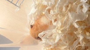 РОДЫ ХОМЯКА ФАНТЫ / ХОМКИ РОДИЛИСЬ / СКОЛЬКО ХОМЯЧАТ / Alisa Easy Pets