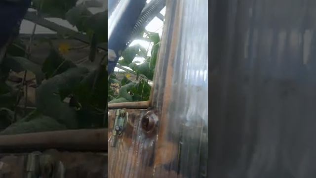 Автоматические форточки для теплицы/ зимняя теплица/выращивание огурцов в теплице