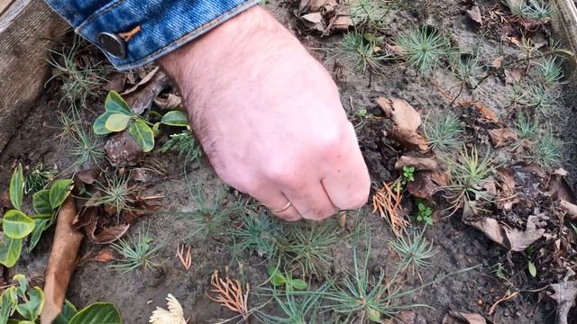 Укоренение можжевельника из черенков в конце зимы смотреть онлайн