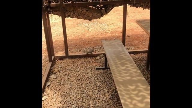 The Doves of Niamey смотреть онлайн