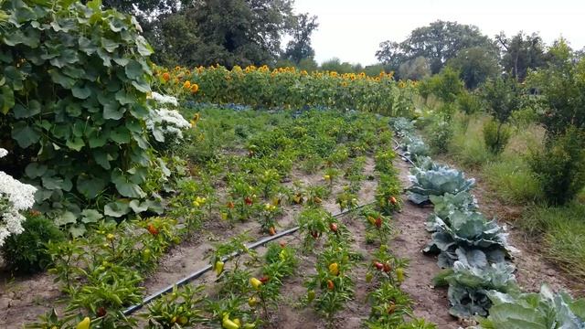 ChateauMukhrani-Шато Мухрани смотреть онлайн