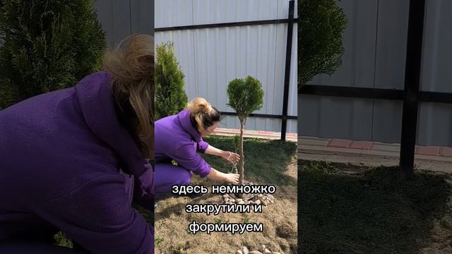 Шарик на ножке из туи. На видео выглядит страшненько, но зато наглядно видно с чего все начиналось