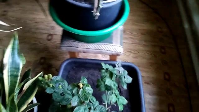 ежевика блек джем и инжир в доме, 27. 11.2022, юг ростовской области. смотреть онлайн