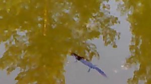 Тритоны в природе Tritons in nature.