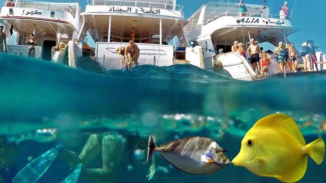 ИЗ ЕКАТЕРИНБУРГА ЗАПУСКАЮТ ПРЯМЫЕ РЕЙСЫ В ЕГИПЕТ | ОТКРЫТИЕ ЕГИПТА 2021 | ПОСЛЕДНИЕ НОВОСТИ смотреть онлайн