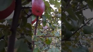 Яблоня "Память Ульянищева". Дегустация.